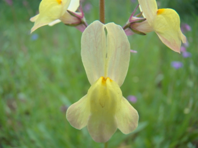  Orquídia – [ Orchidaceae ] (18/35)