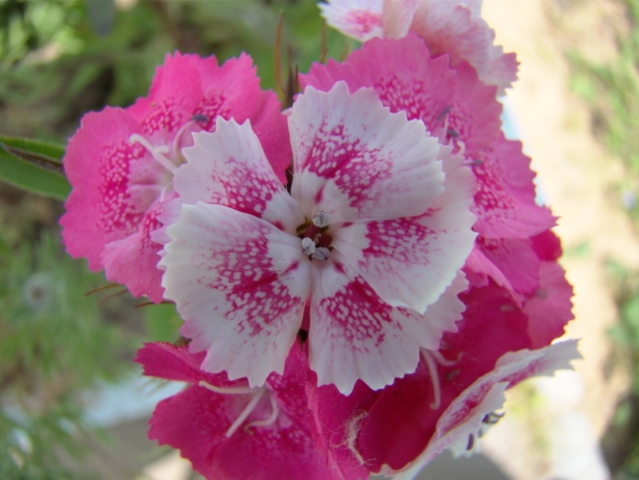Cravo‑da‑china…<br/>
–  Dianthus chinensis  –